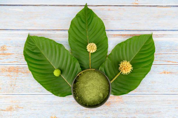 Discover the Best Green Malay Kratom for Smooth, Long-Lasting Effects